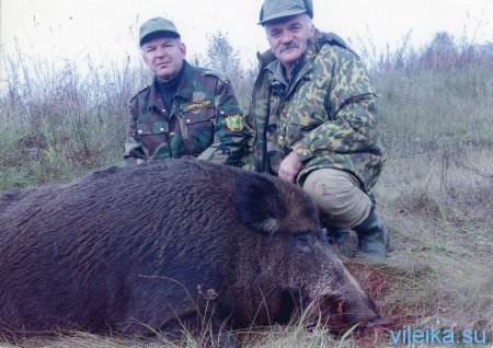 Photo of trophies of hunting for a wild wild boar
